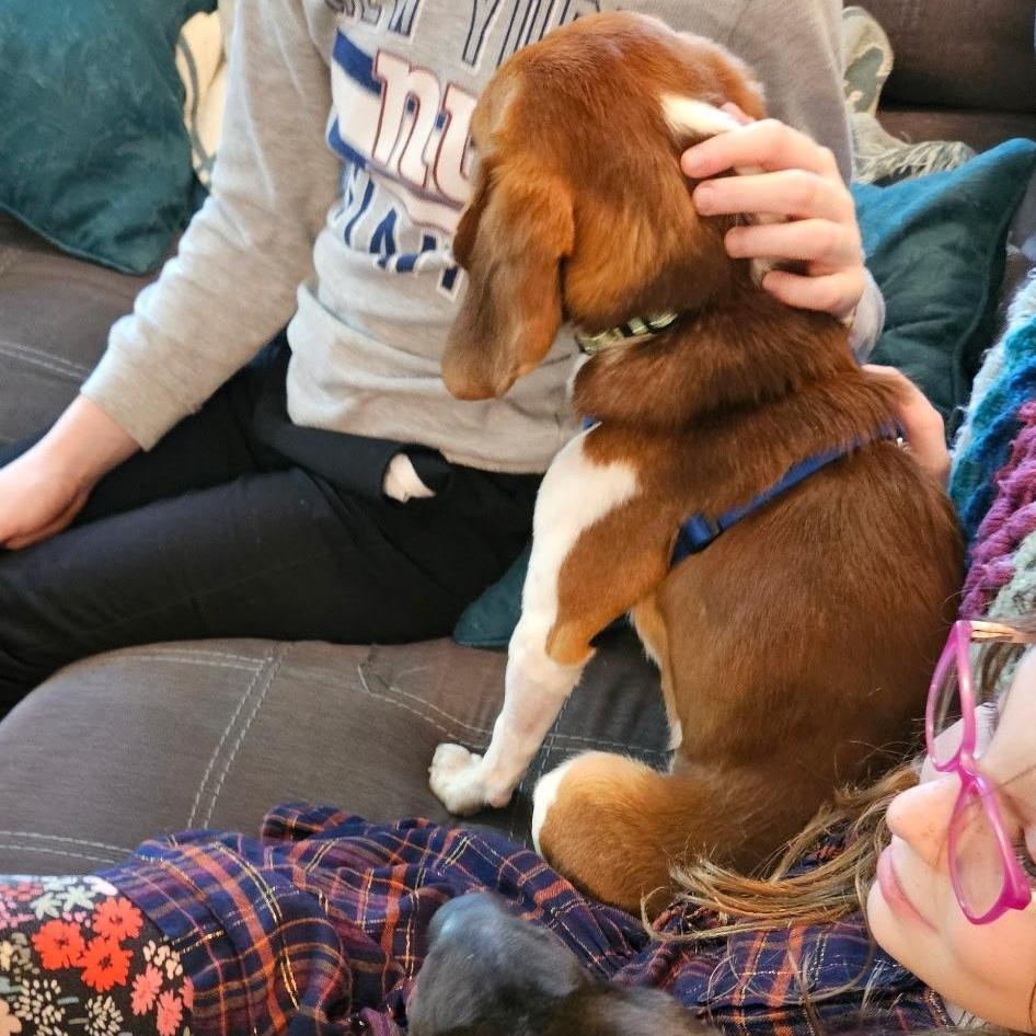 Barney, a Adoptable Beagle in Potomac, MD image 4/6