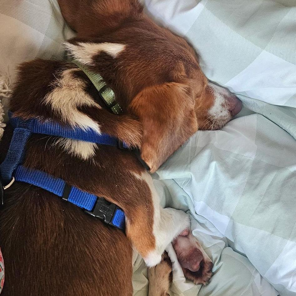 Barney, a Adoptable Beagle in Potomac, MD image 5/6