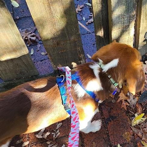 Barney, a Adoptable Beagle in Potomac, MD image 6/6
