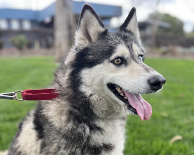 Enlarge NALA, a Adoptable Siberian Husky in Martinez, CA image 1/1