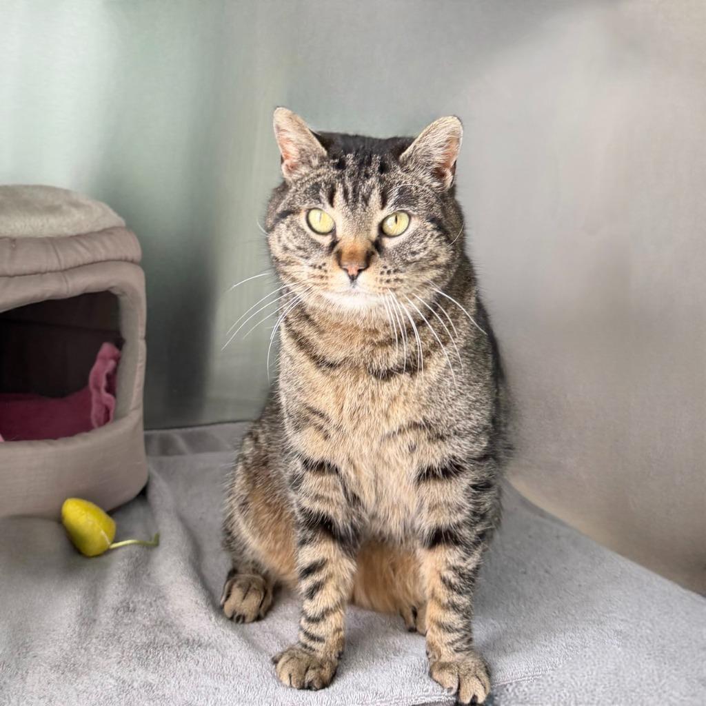 Munice, Adoptable, Young Female Domestic Short Hair.