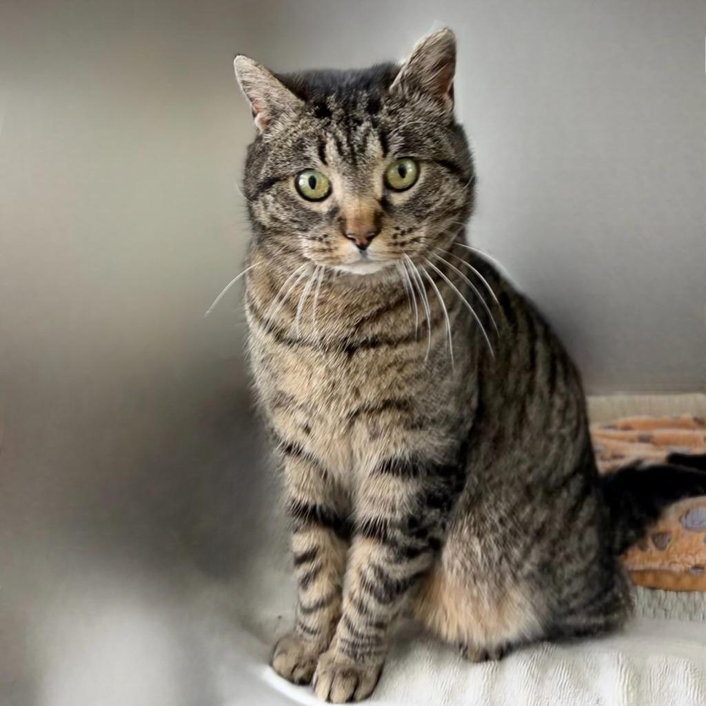 Munice, a Adoptable Domestic Short Hair in State College, PA image 2/6