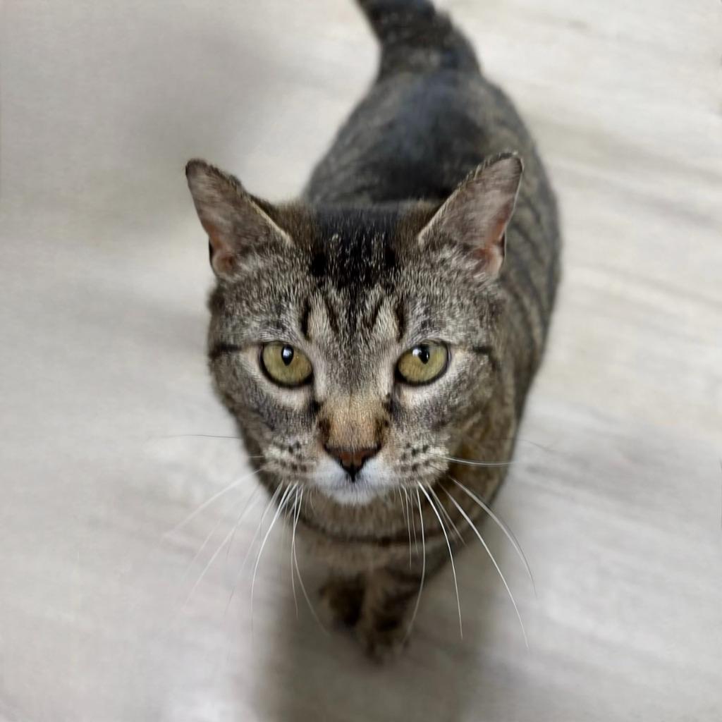 Munice, a Adoptable Domestic Short Hair in State College, PA image 3/6