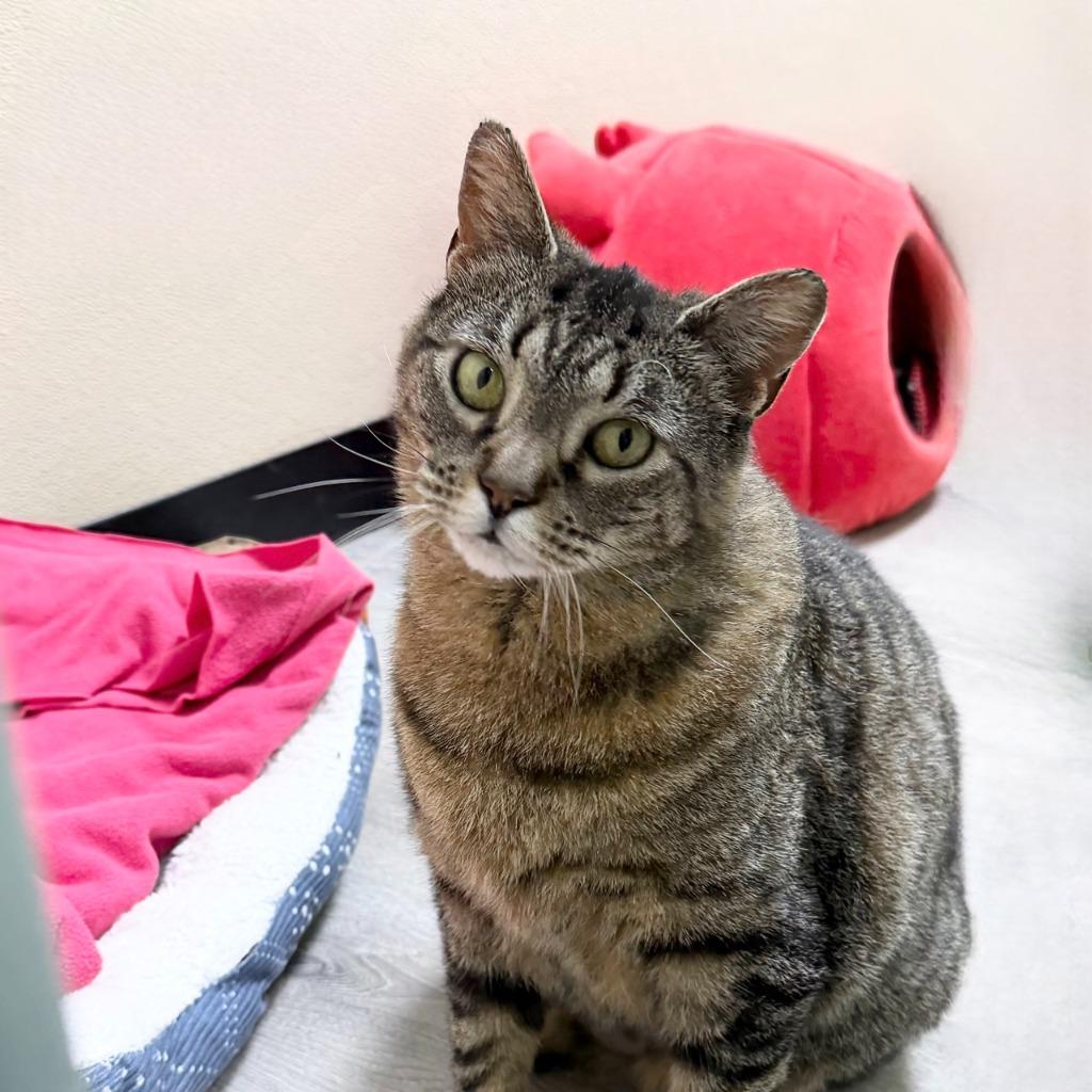 Munice, a Adoptable Domestic Short Hair in State College, PA image 4/6