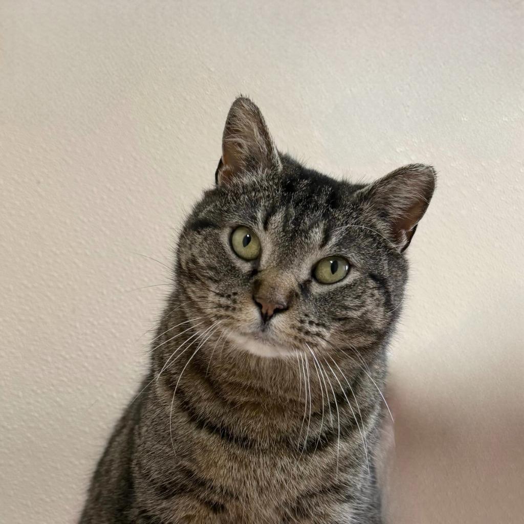 Munice, a Adoptable Domestic Short Hair in State College, PA image 5/6