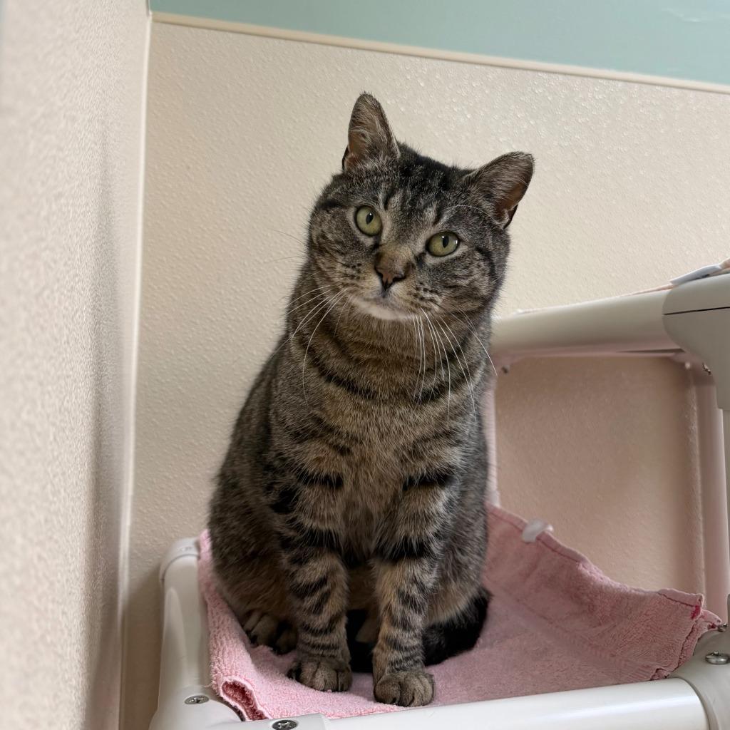 Munice, a Adoptable Domestic Short Hair in State College, PA image 6/6