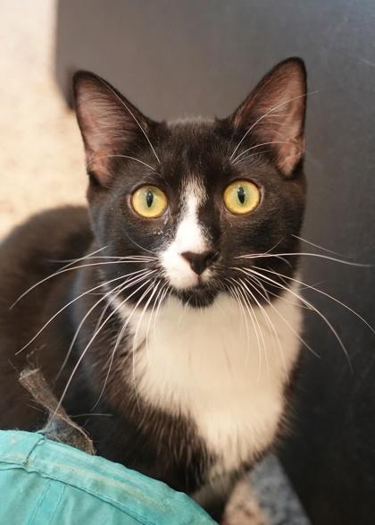 Tornado 57805, Adoptable, Young Male Domestic Short Hair & Domestic Short Hair.
