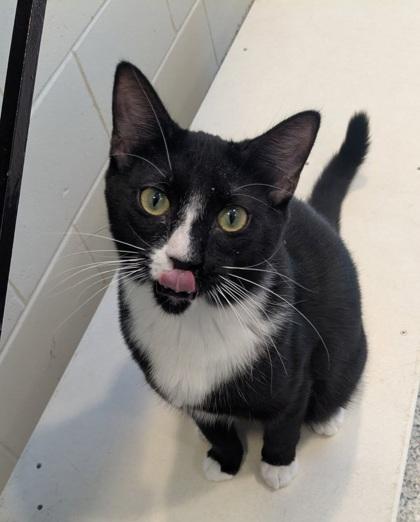 Enlarge Tornado 57805, a Adoptable Domestic Short Hair in Aiken, SC image 2/3