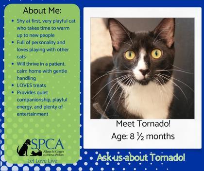 Enlarge Tornado 57805, a Adoptable Domestic Short Hair in Aiken, SC image 3/3