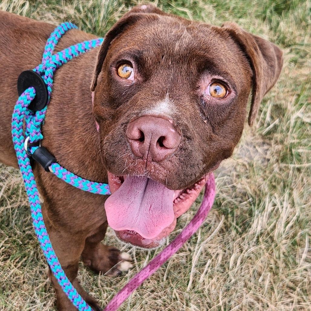 Bagels, a Adoptable mixed breed in St. Louis, MO image 1/6