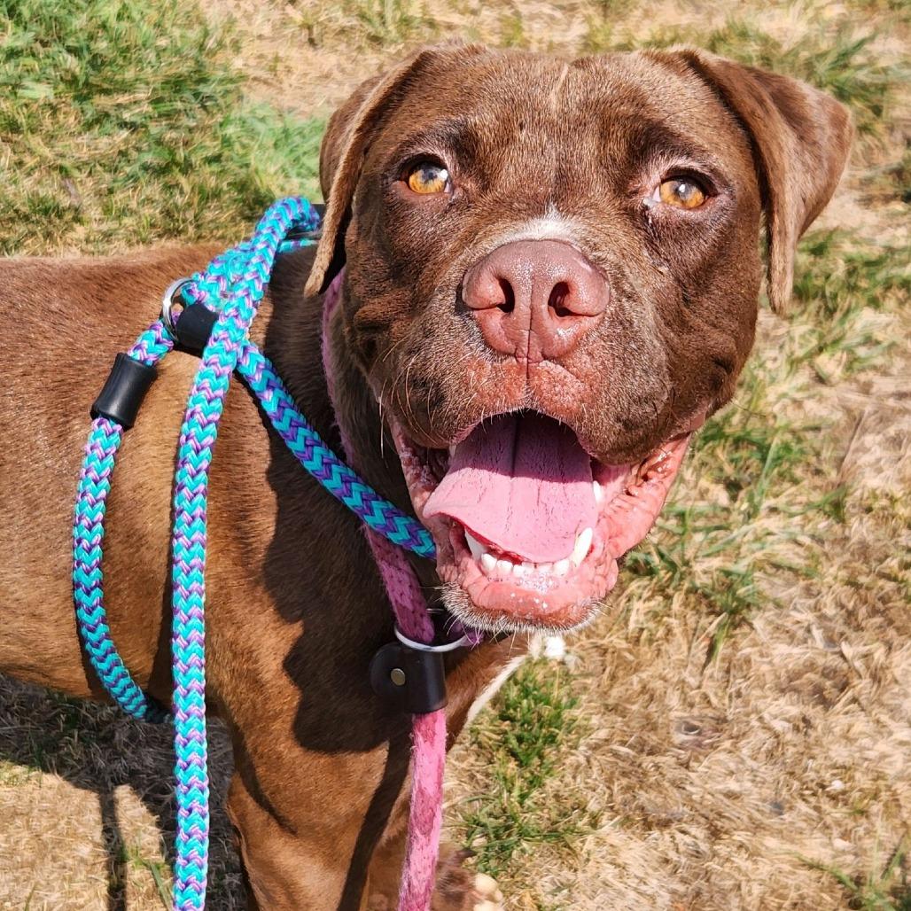 Bagels, a Adoptable mixed breed in St. Louis, MO image 4/6