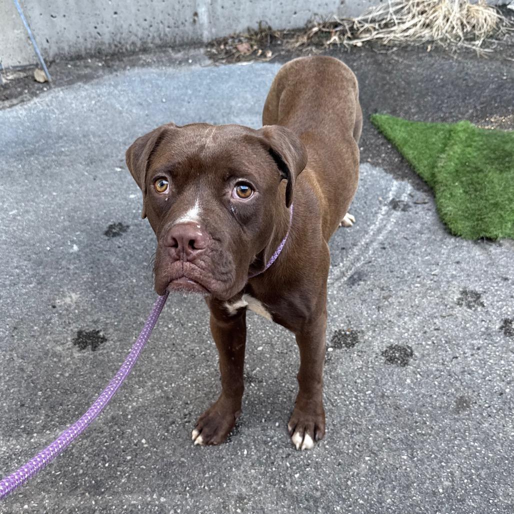 Bagels, a Adoptable mixed breed in St. Louis, MO image 5/6