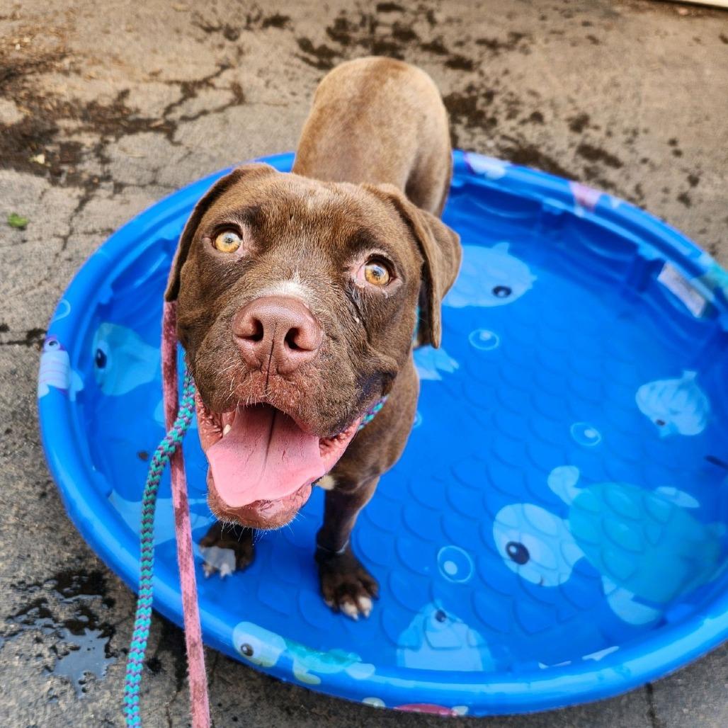 Bagels, a Adoptable mixed breed in St. Louis, MO image 6/6