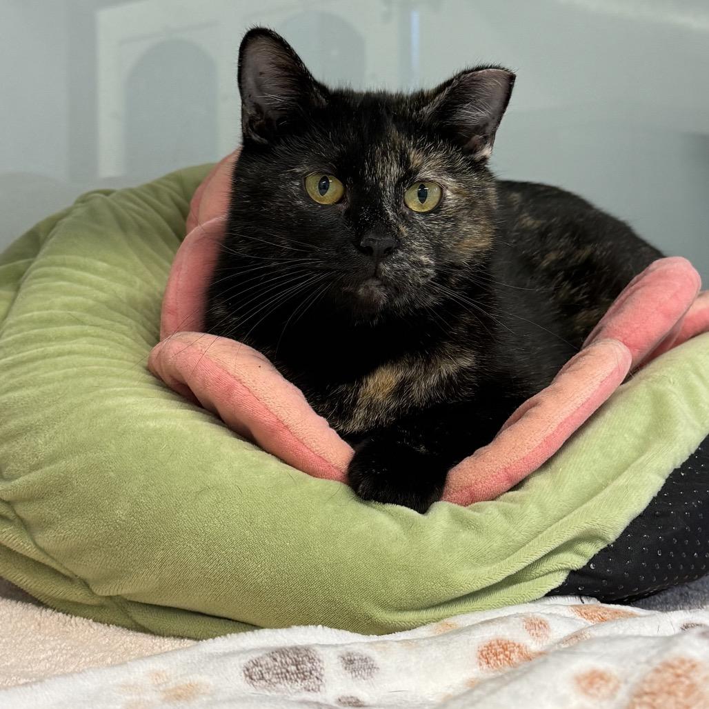 Enlarge Mochi, a Adoptable Domestic Short Hair in Wheeling, IL image 1/3