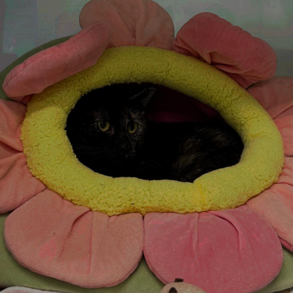 Enlarge Mochi, a Adoptable Domestic Short Hair in Wheeling, IL image 3/3