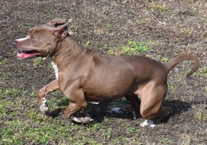 Enlarge Tinkerbell, an adoptable mixed breed in Inverness, FL image 2/3