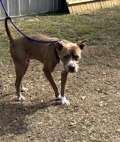 Enlarge Tinkerbell, an adoptable mixed breed in Inverness, FL image 3/3