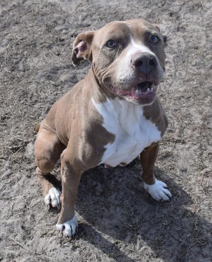 Enlarge Tinkerbell, an adoptable mixed breed in Inverness, FL image 1/3