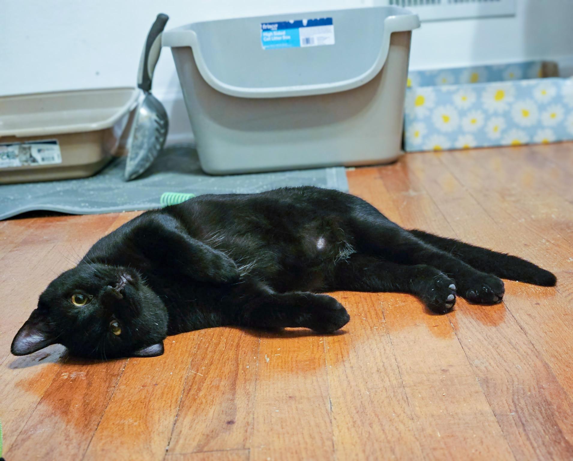 Enlarge Sweet Basil, a Adoptable Domestic Short Hair in Knoxville, TN image 2/5