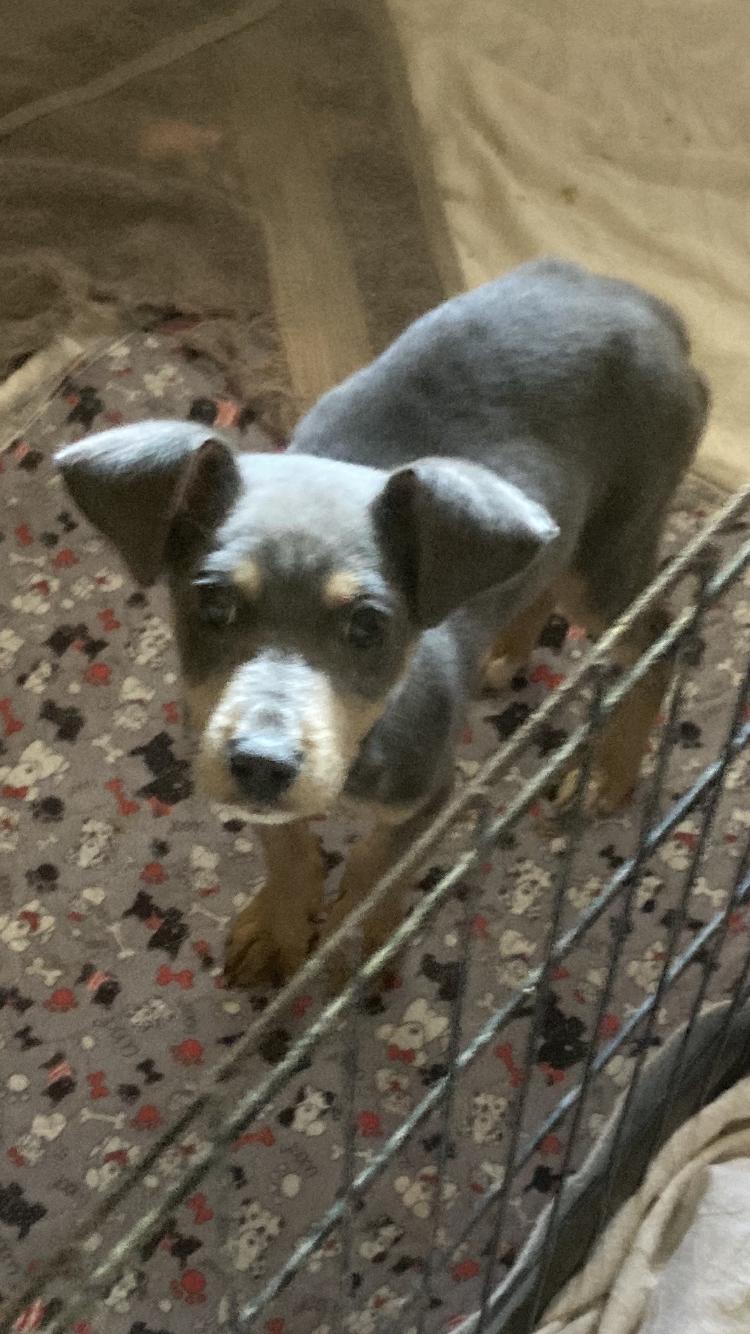 Enlarge Louie, a Adopted mixed breed in Plano, TX image 1/1