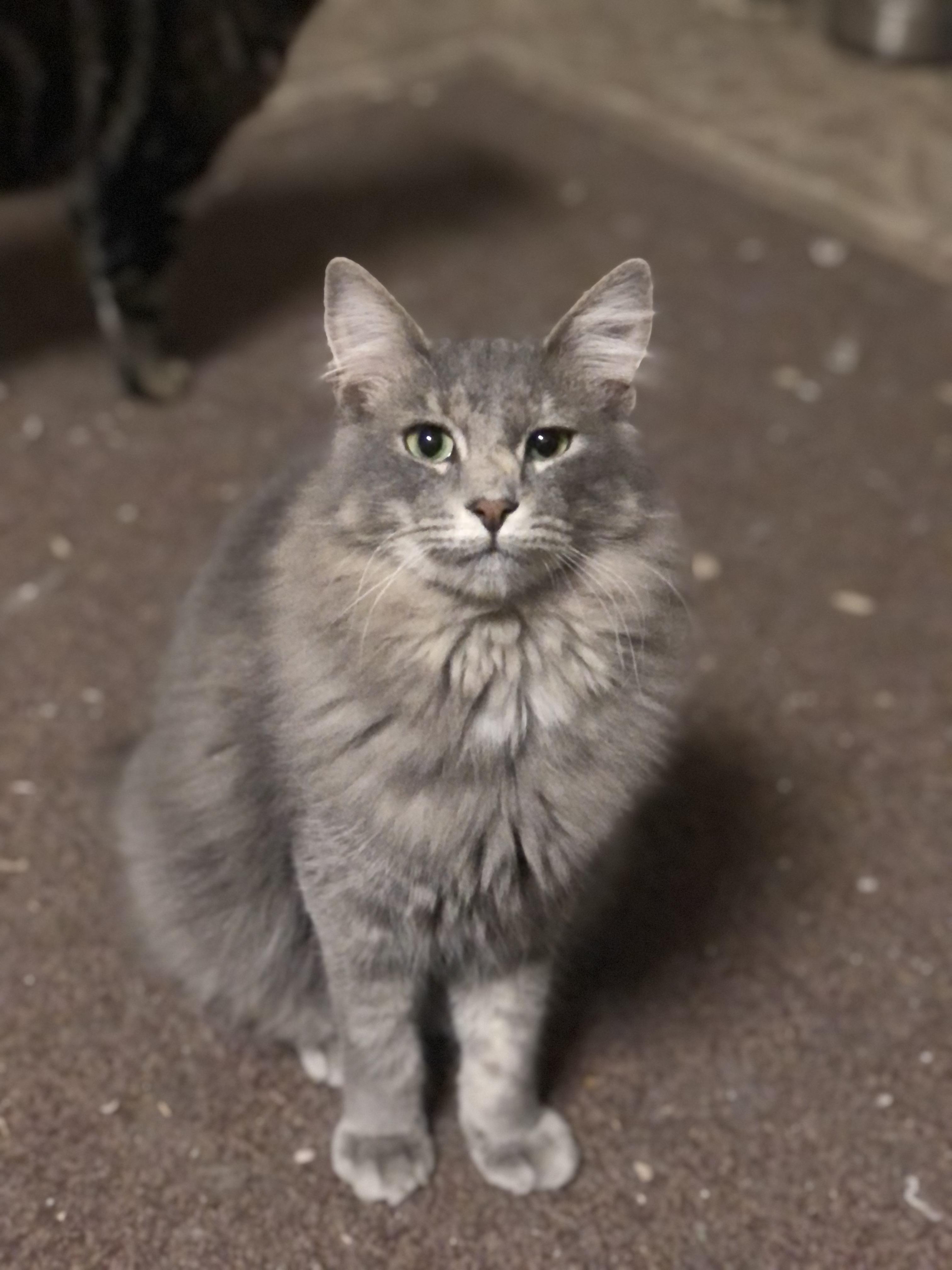 Enlarge Malley, a Adoptable Domestic Medium Hair in Montgomery, AL image 3/6