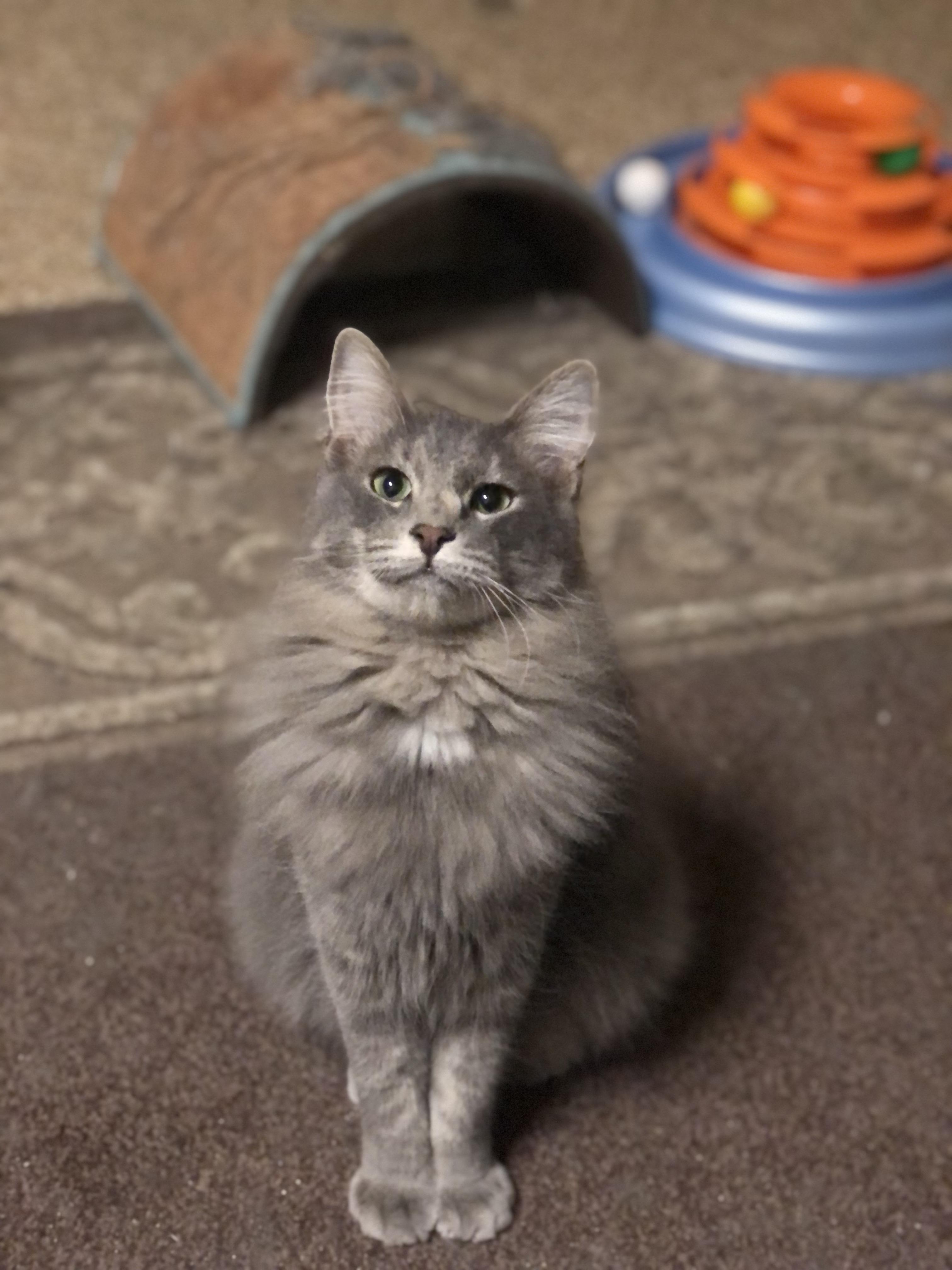 Enlarge Malley, a Adoptable Domestic Medium Hair in Montgomery, AL image 5/6