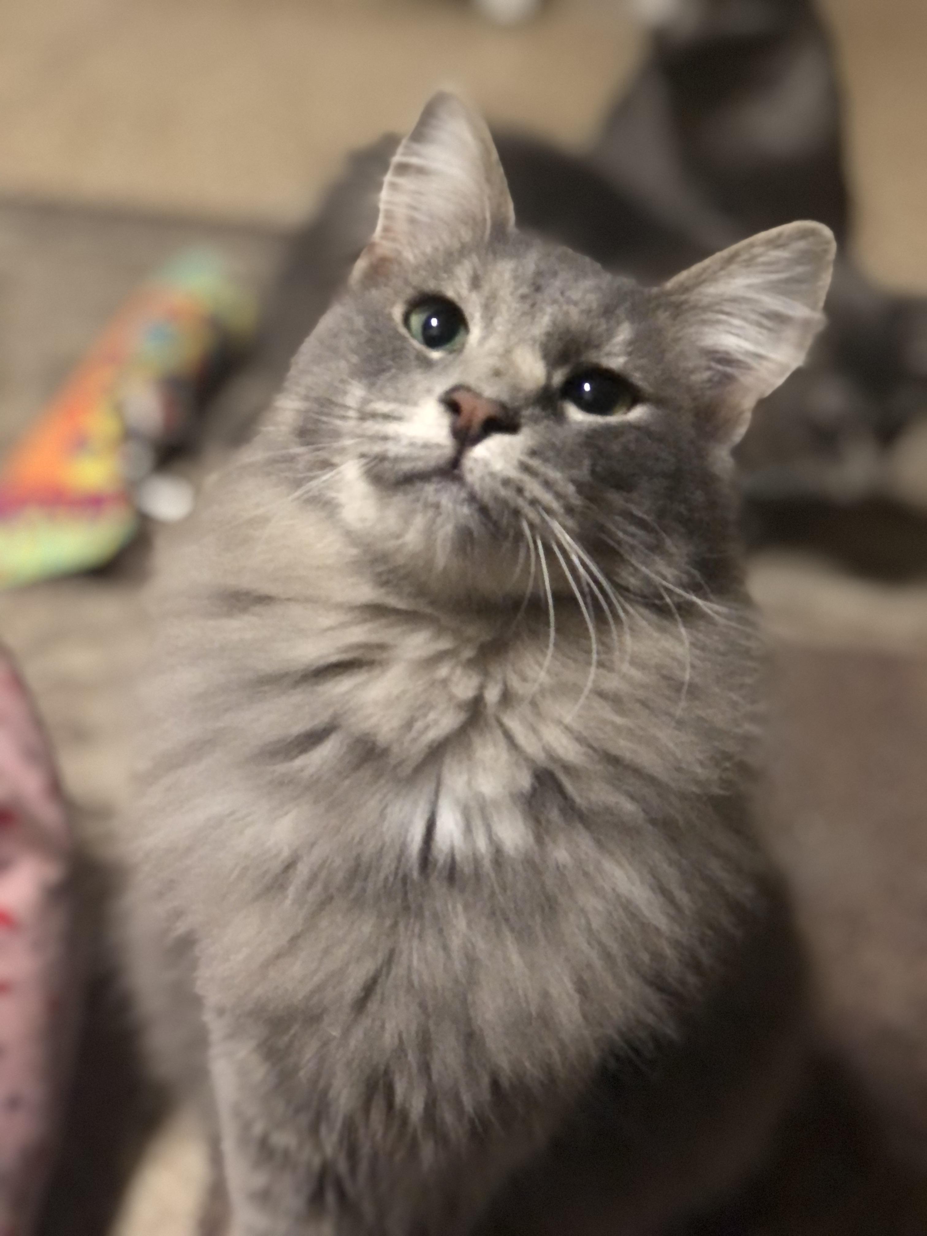 Enlarge Malley, a Adoptable Domestic Medium Hair in Montgomery, AL image 4/6
