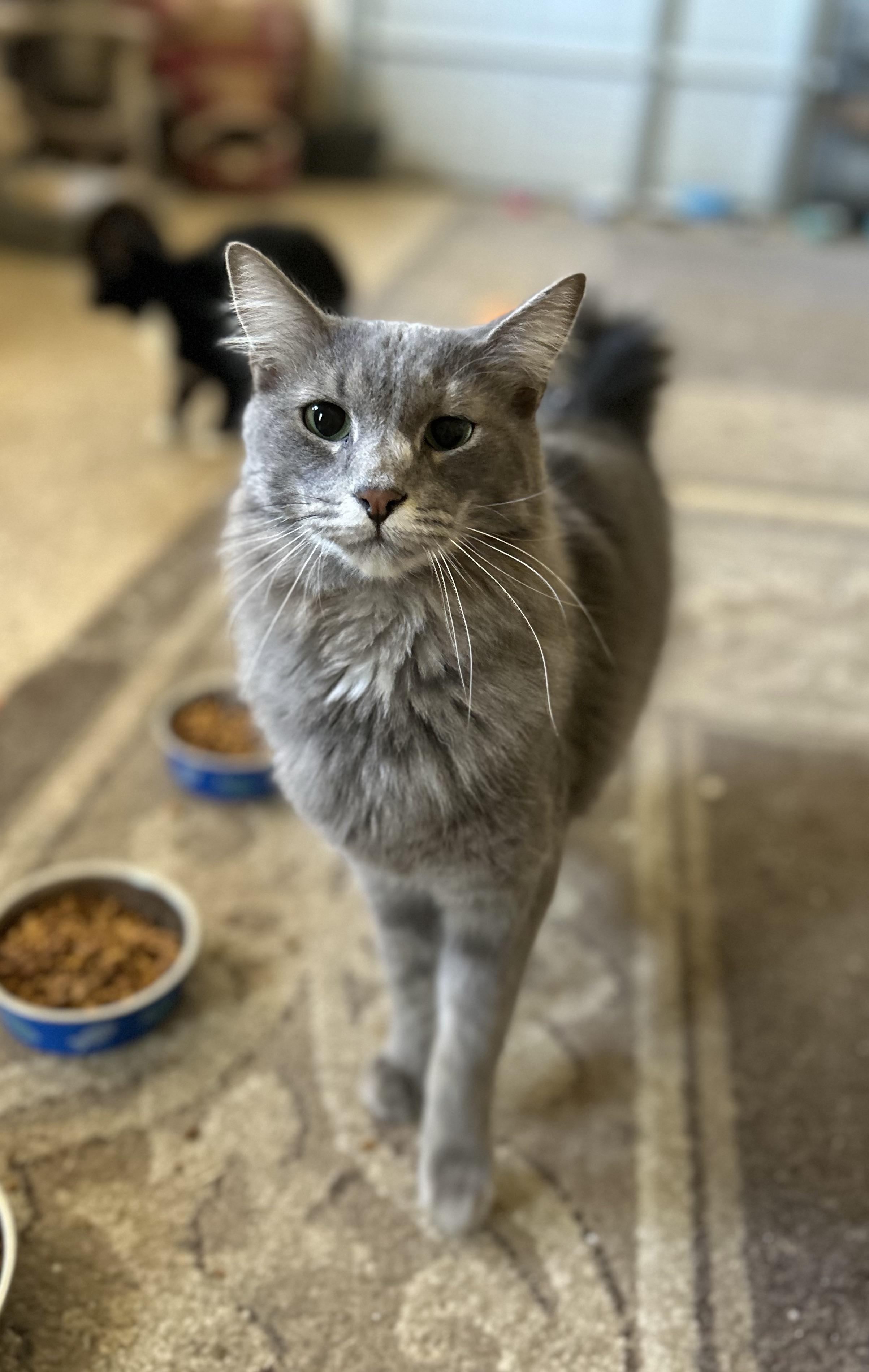 Enlarge Malley, a Adoptable Domestic Medium Hair in Montgomery, AL image 6/6