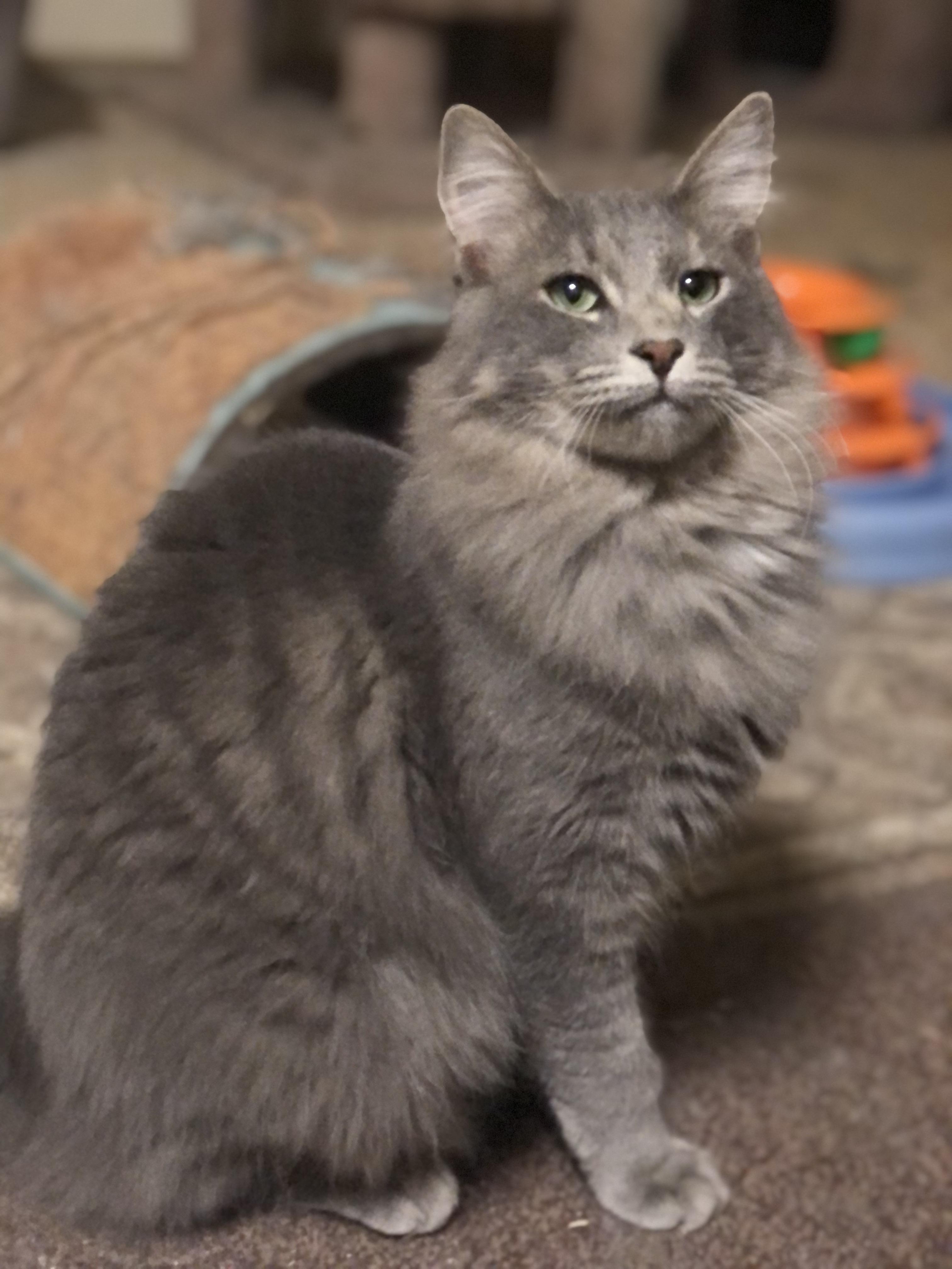 Enlarge Malley, a Adoptable Domestic Medium Hair in Montgomery, AL image 1/6