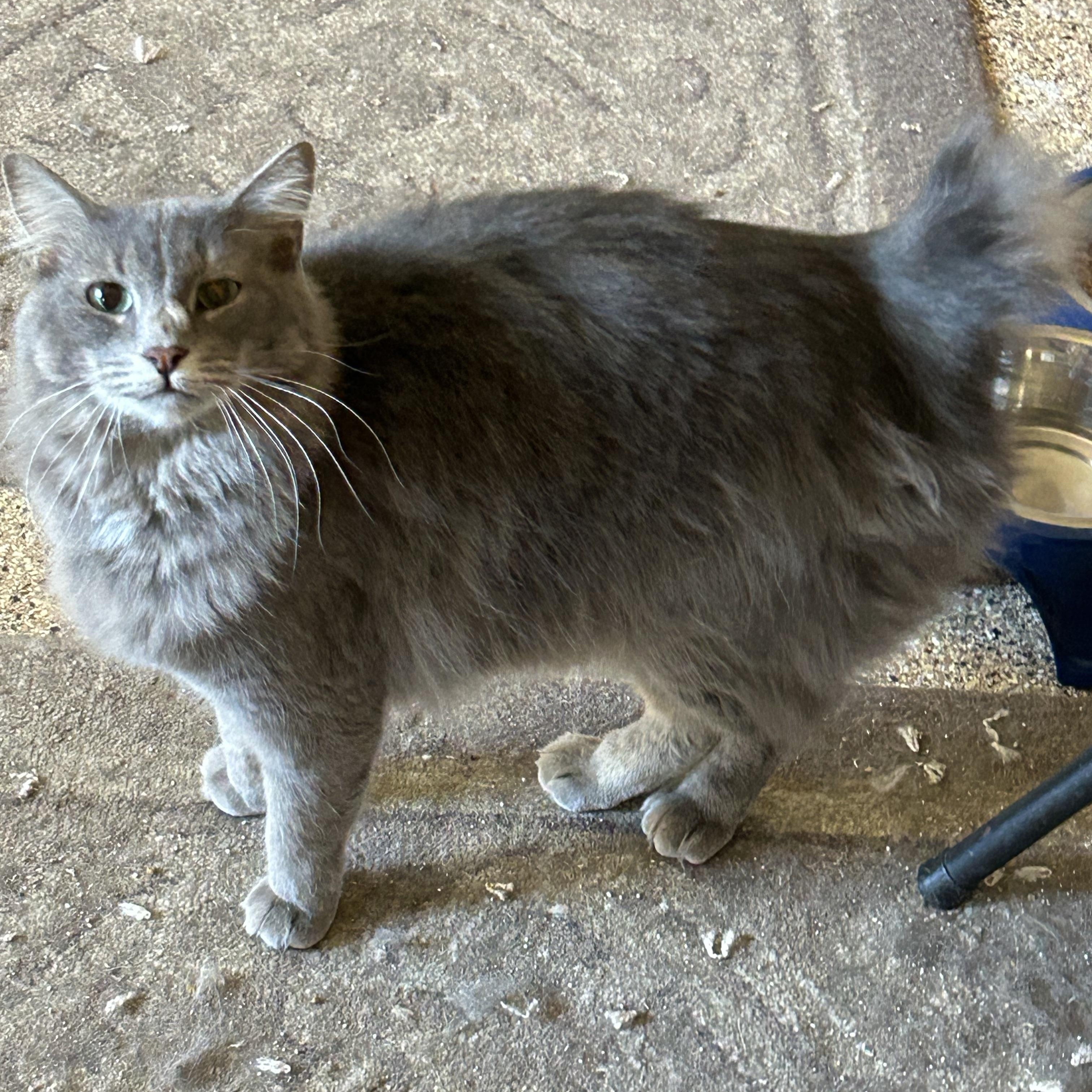 Enlarge Malley, a Adoptable Domestic Medium Hair in Montgomery, AL image 2/6