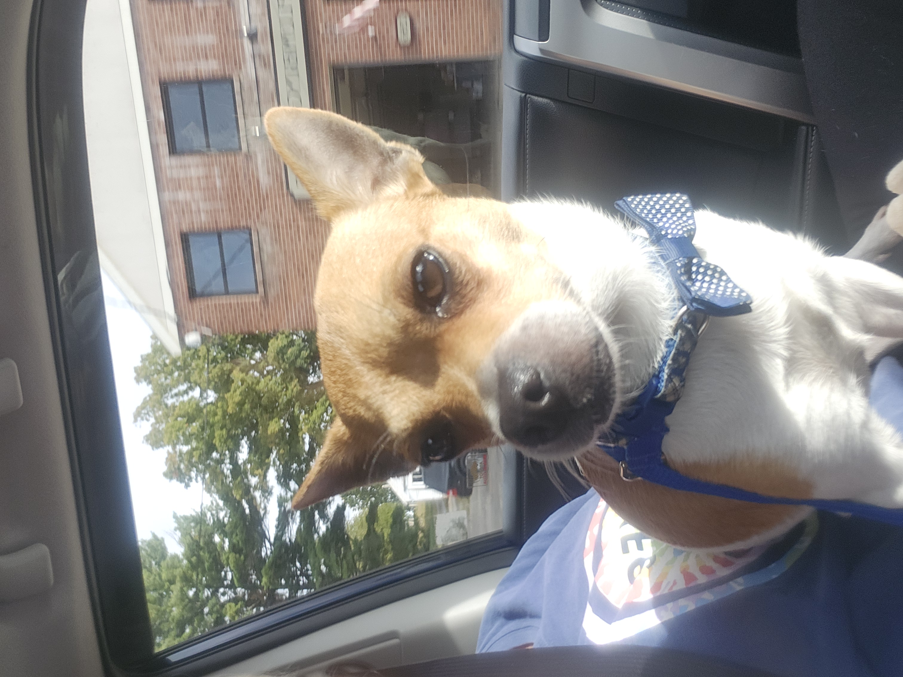 Enlarge Flash, a Adopted Chihuahua in Wolcott, CT image 2/3