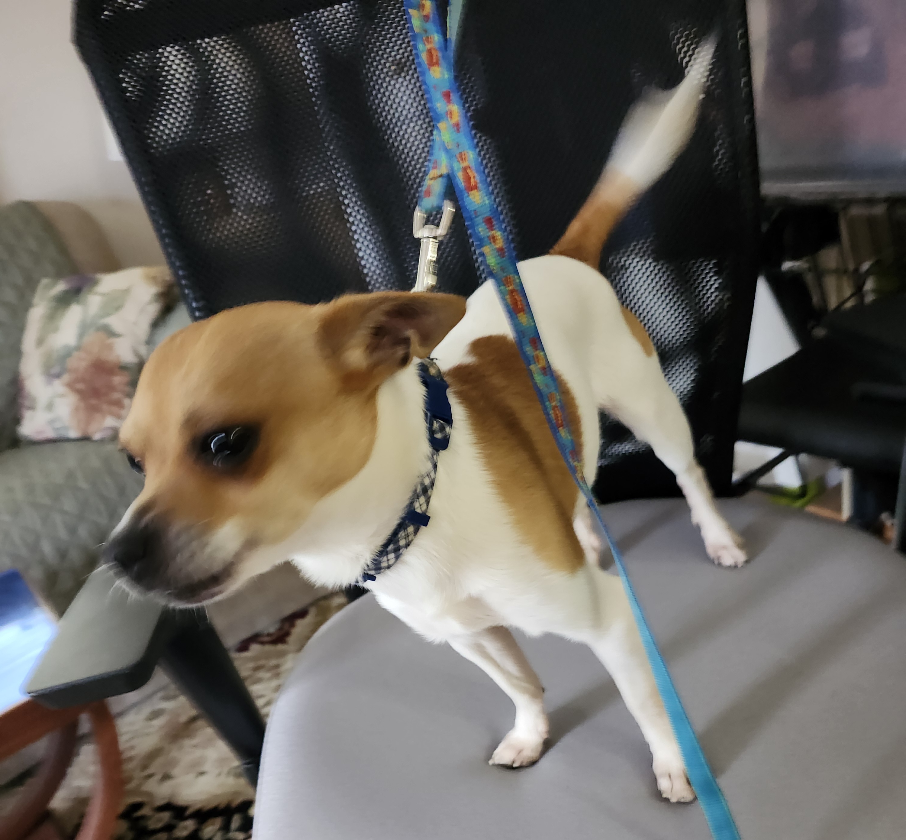 Enlarge Flash, a Adopted Chihuahua in Wolcott, CT image 3/3