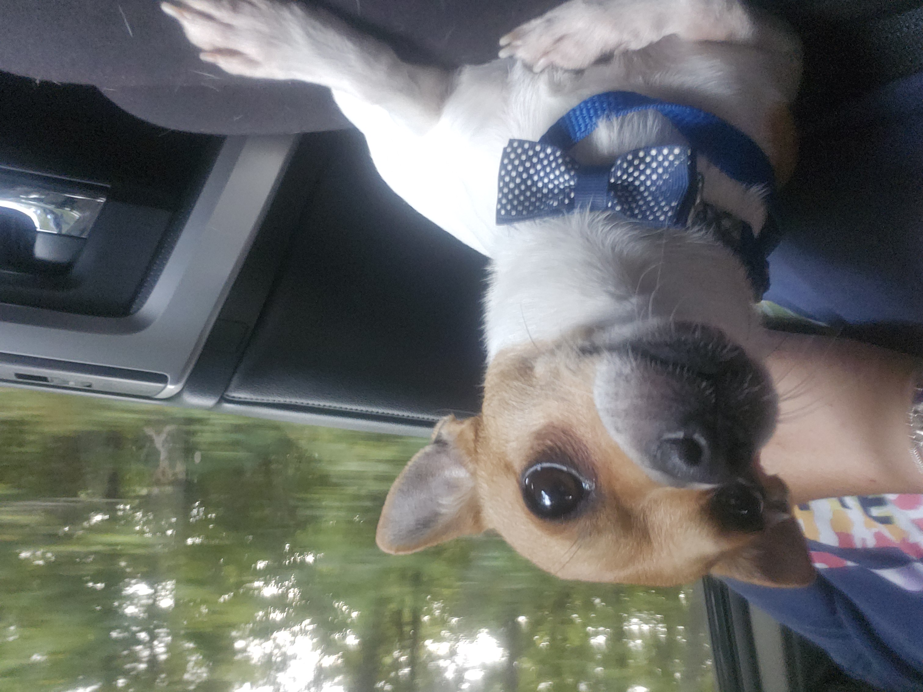 Flash, Adopted, Young Male Chihuahua.