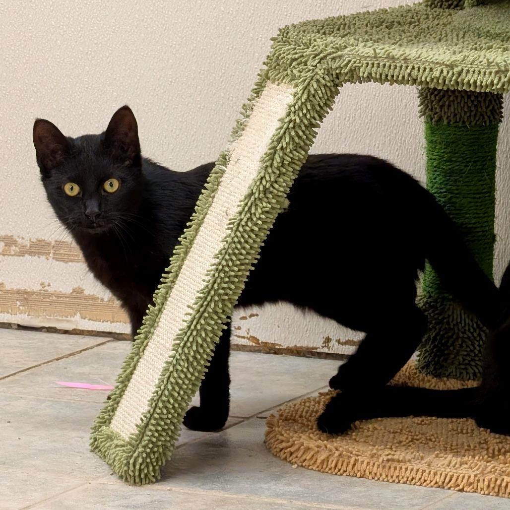 Enlarge Ziploc, a Adoptable Domestic Short Hair in East Smithfield , PA image 1/6