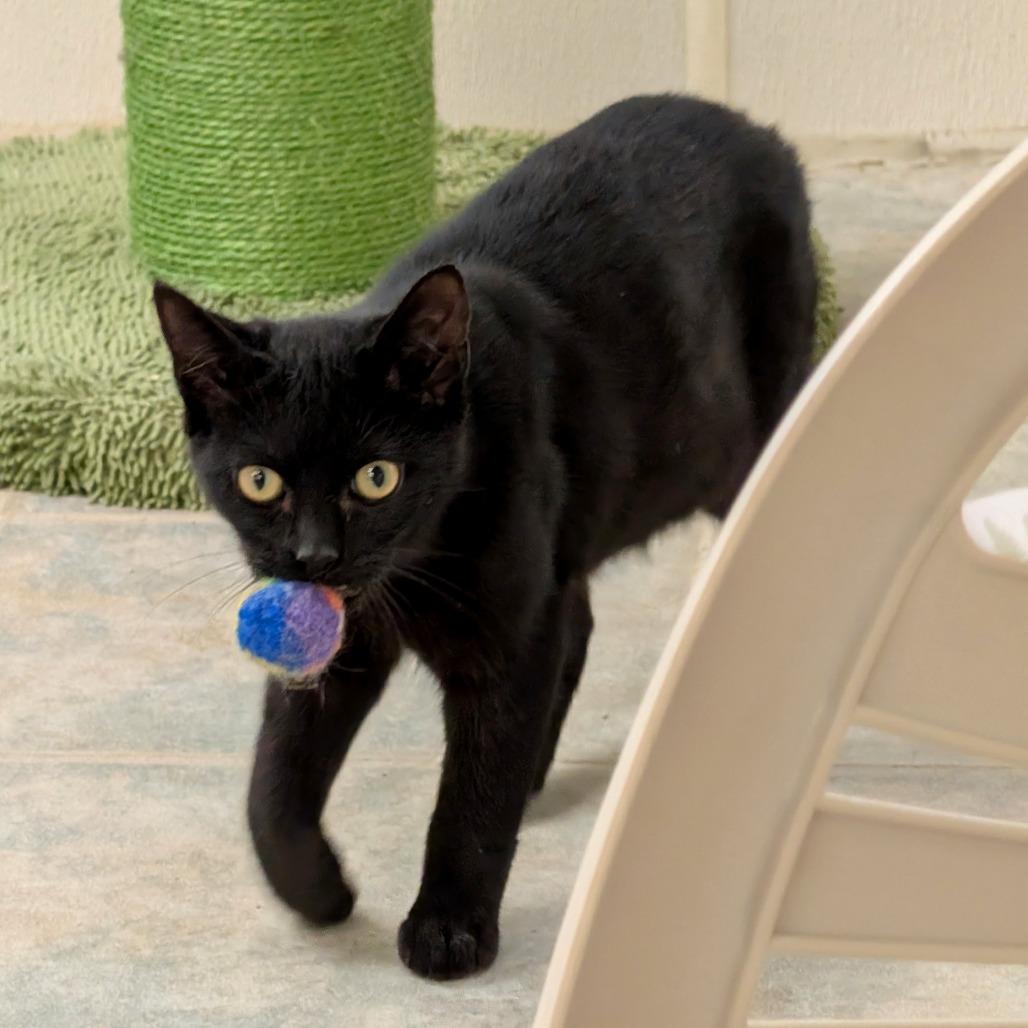 Enlarge Ziploc, a Adoptable Domestic Short Hair in East Smithfield , PA image 3/6