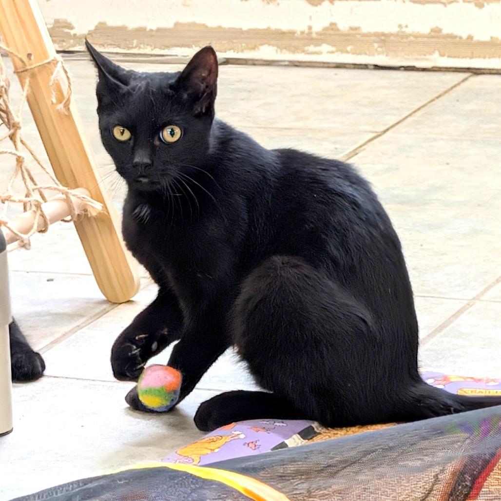 Enlarge Ziploc, a Adoptable Domestic Short Hair in East Smithfield , PA image 4/6