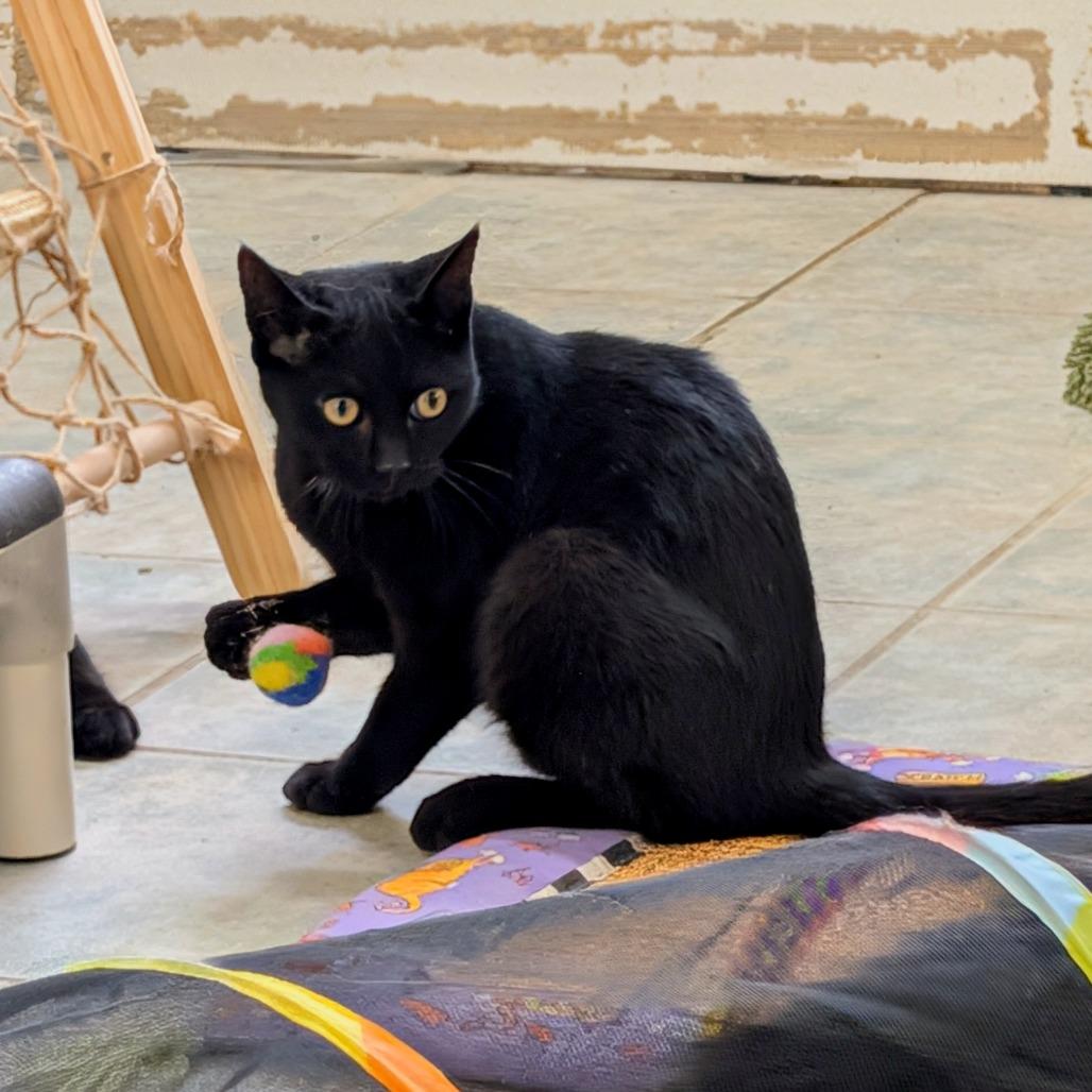 Enlarge Ziploc, a Adoptable Domestic Short Hair in East Smithfield , PA image 5/6