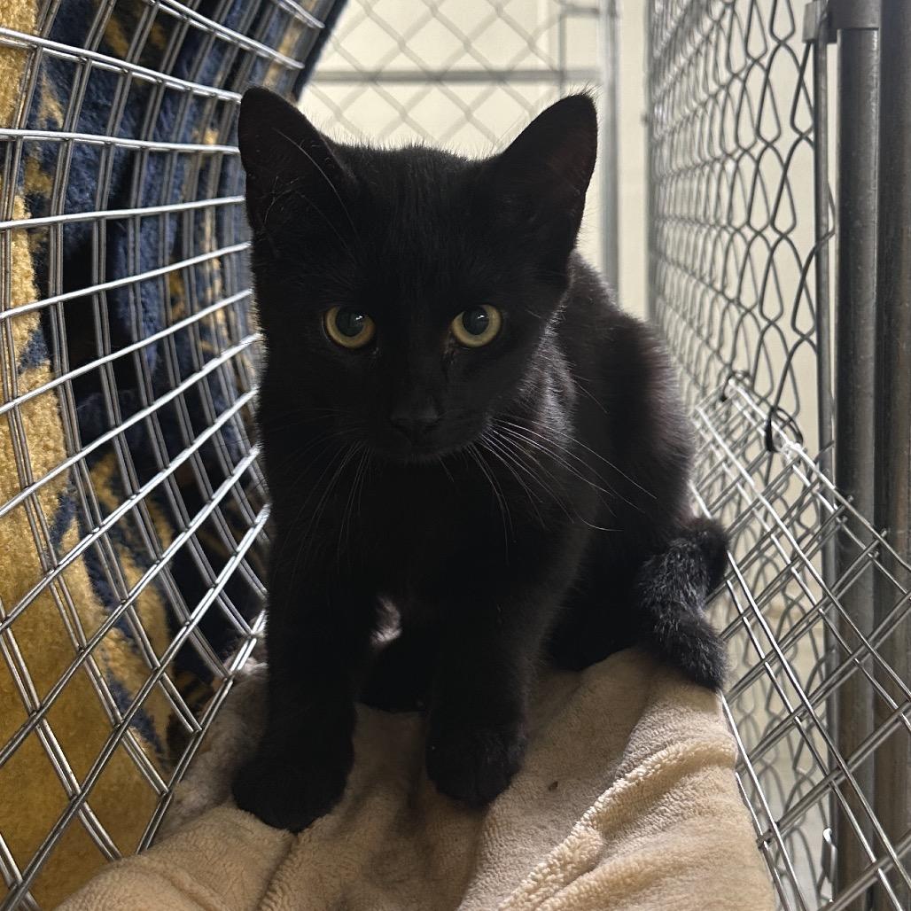 Enlarge Ziploc, a Adoptable Domestic Short Hair in East Smithfield , PA image 6/6
