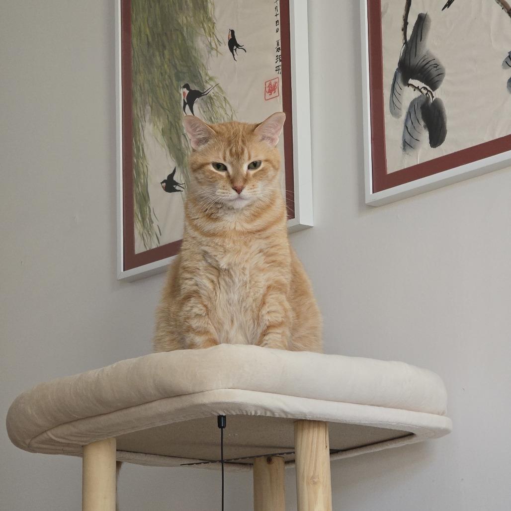 Sandy, Adoptable, Senior Male Domestic Short Hair.