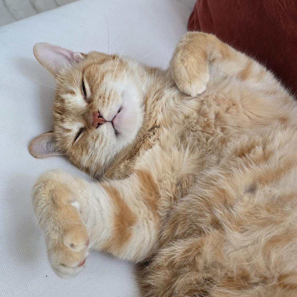 Sandy, Adoptable, Senior Male Domestic Short Hair.