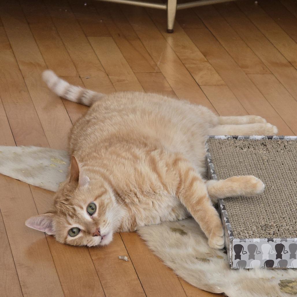 Enlarge Sandy, a Adoptable mixed breed in Chicago, IL image 3/5