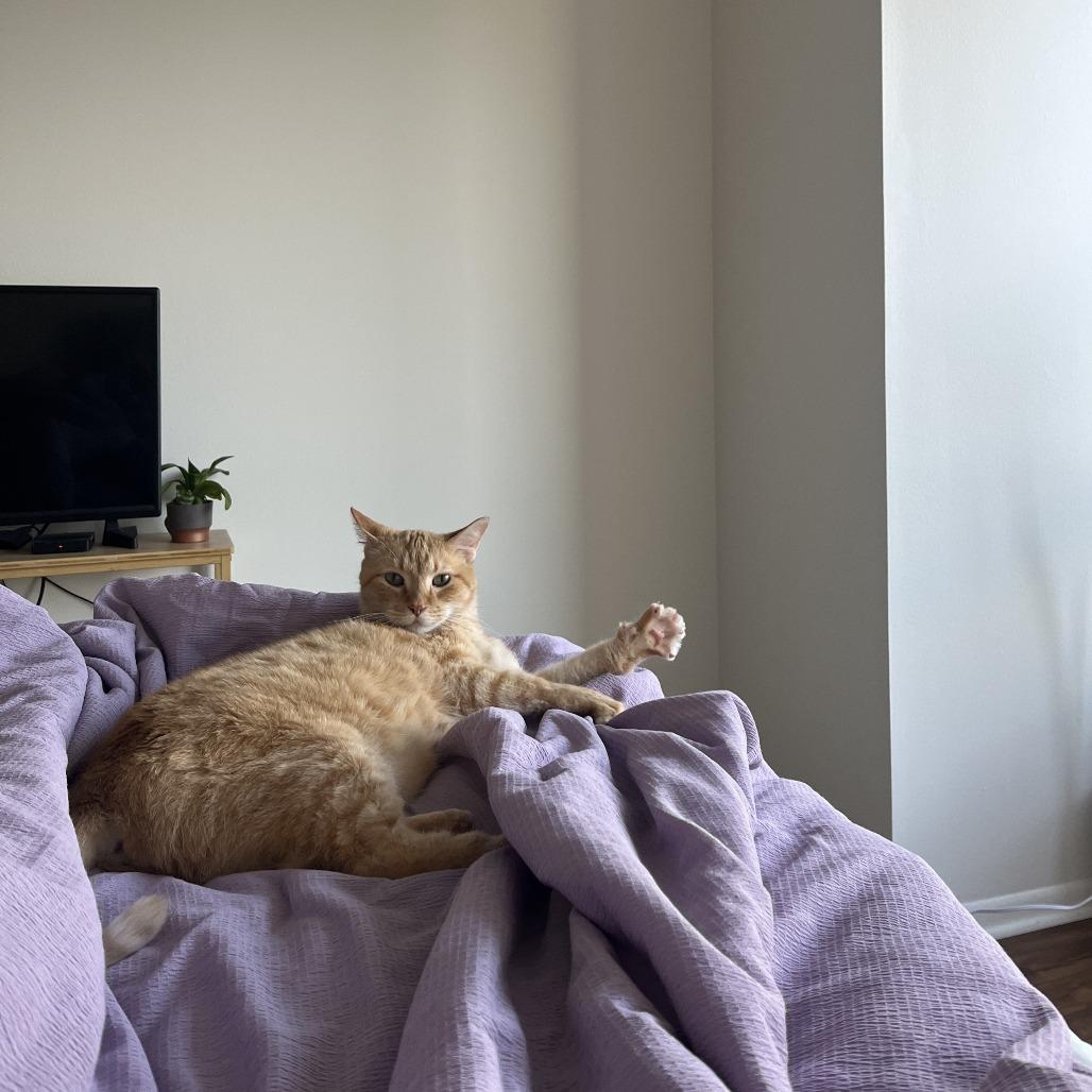 Enlarge Sandy, a Adoptable mixed breed in Chicago, IL image 4/5