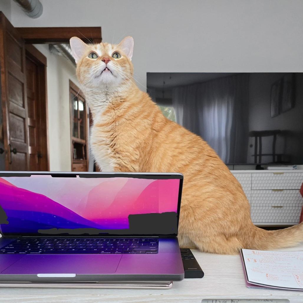 Enlarge Sandy, a Adoptable mixed breed in Chicago, IL image 5/5