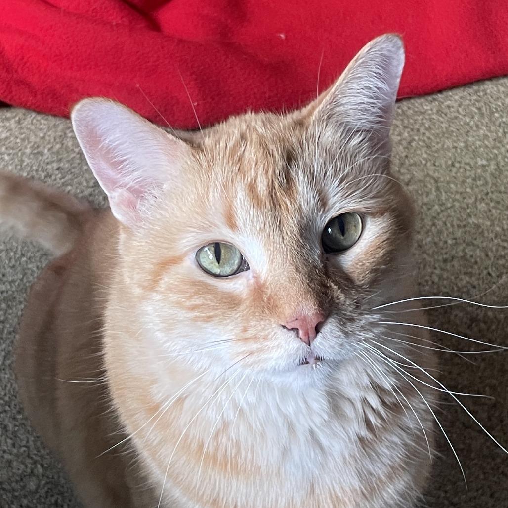 Enlarge Sandy, a Adoptable mixed breed in Chicago, IL image 4/5