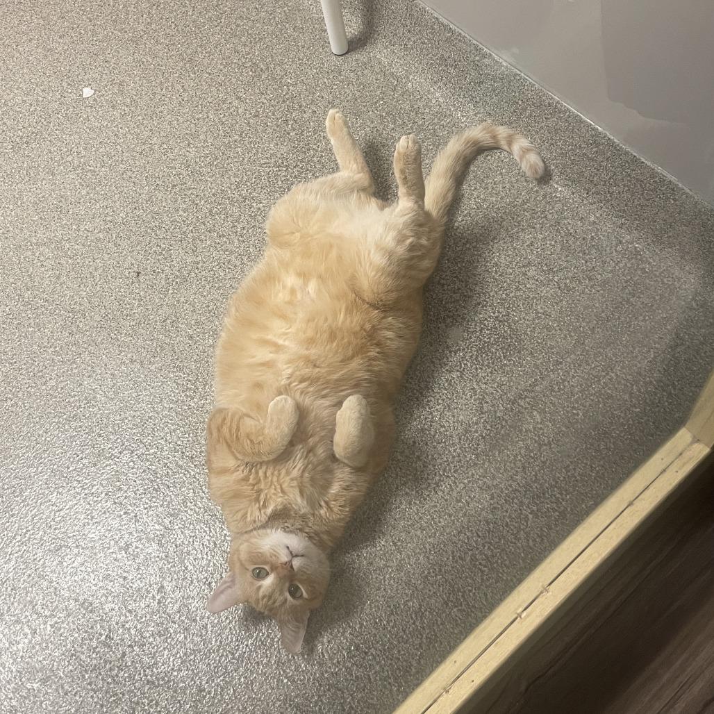 Enlarge Sandy, a Adoptable mixed breed in Chicago, IL image 5/5