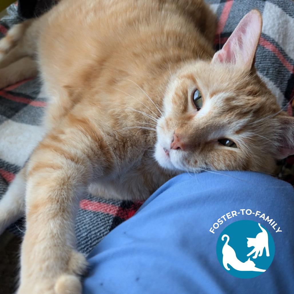 Enlarge Sandy, a Adoptable mixed breed in Chicago, IL image 6/6