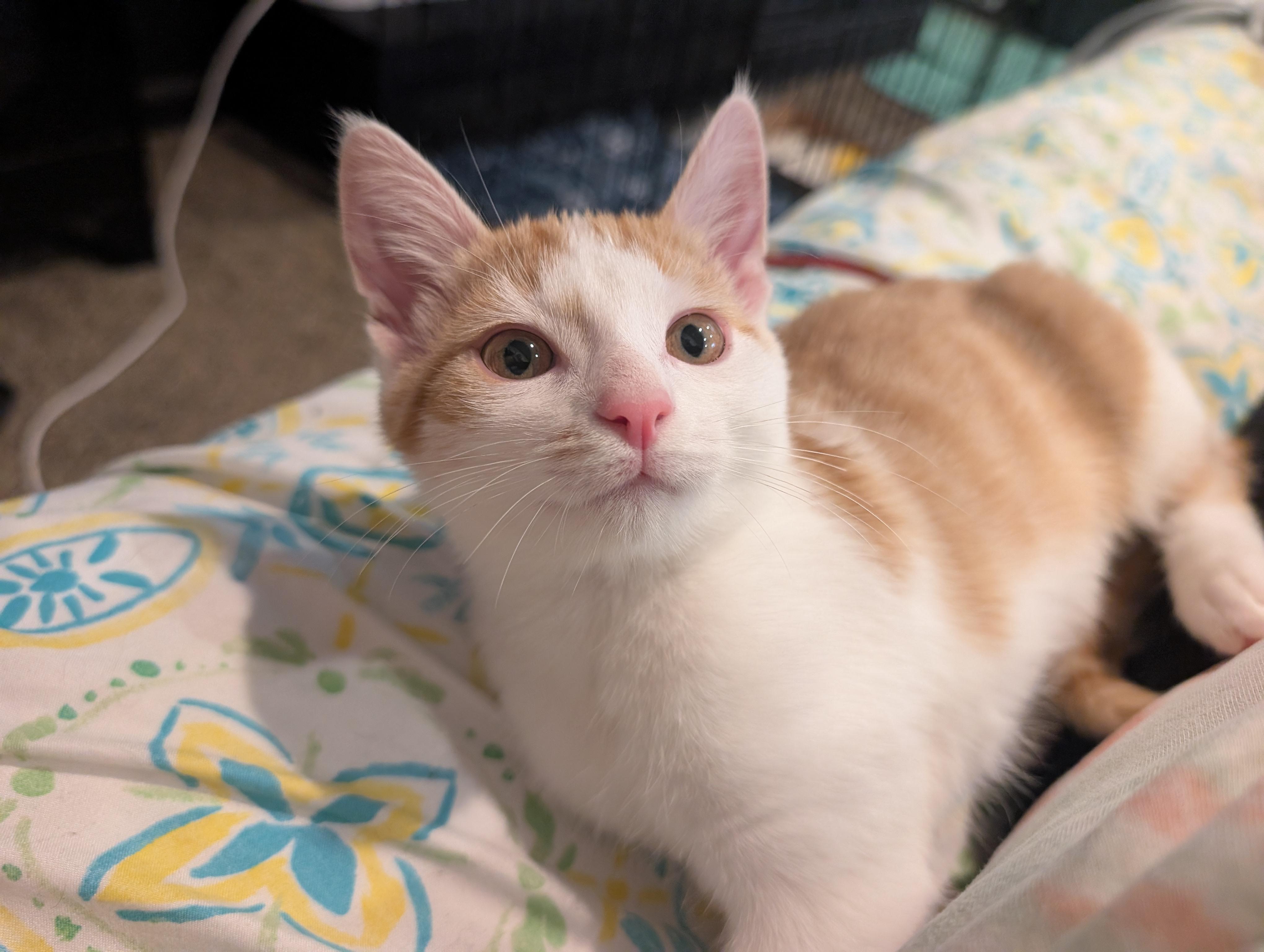 Enlarge Firecracker , an adopted Domestic Short Hair in Hudsonville, MI image 1/1