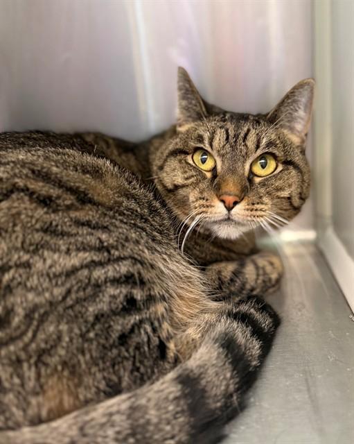 KITKAT, Adoptable, Adult Female Domestic Short Hair.