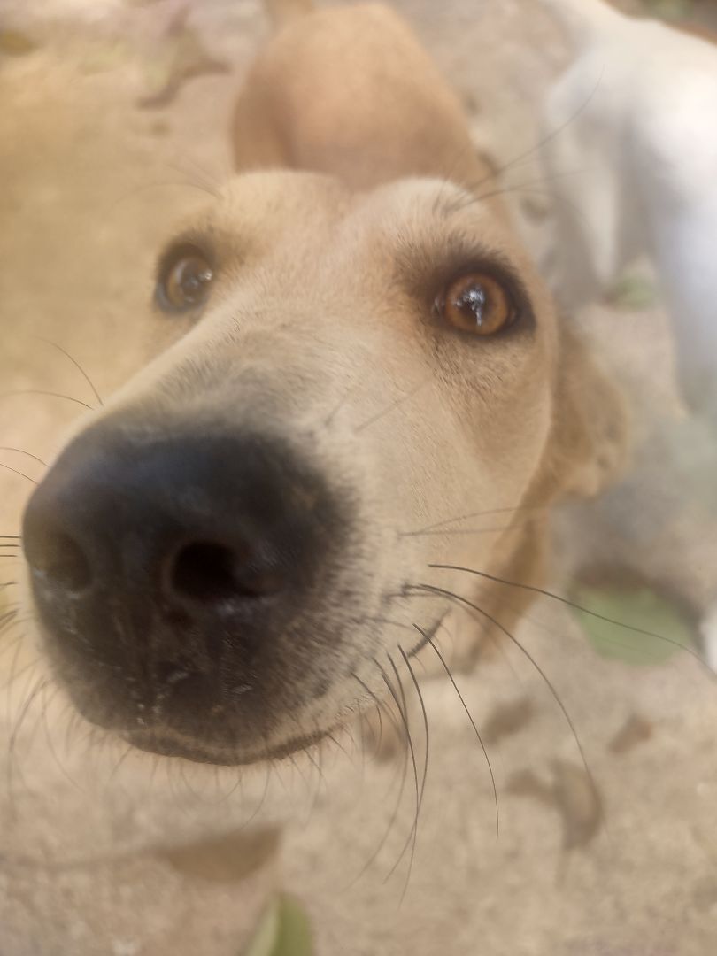 Enlarge Sandy (NY), an adoptable mixed breed in Albany, NY image 2/4