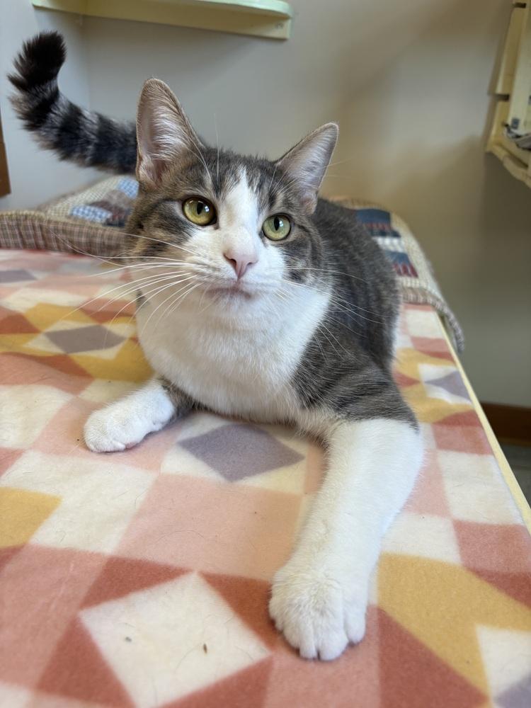 Enlarge Stinker ~ FULLY SPONSORED! $0 TO ADOPT, a Adoptable Domestic Short Hair in Rochester, IN image 2/2